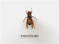 藏品(黃腰虎頭蜂)的圖片